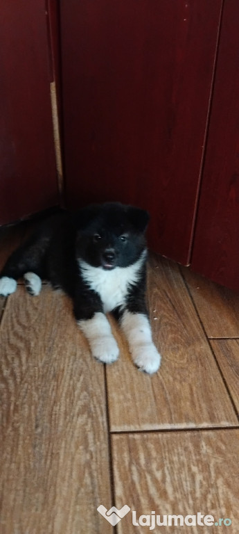 Vând căței rasa akita inu