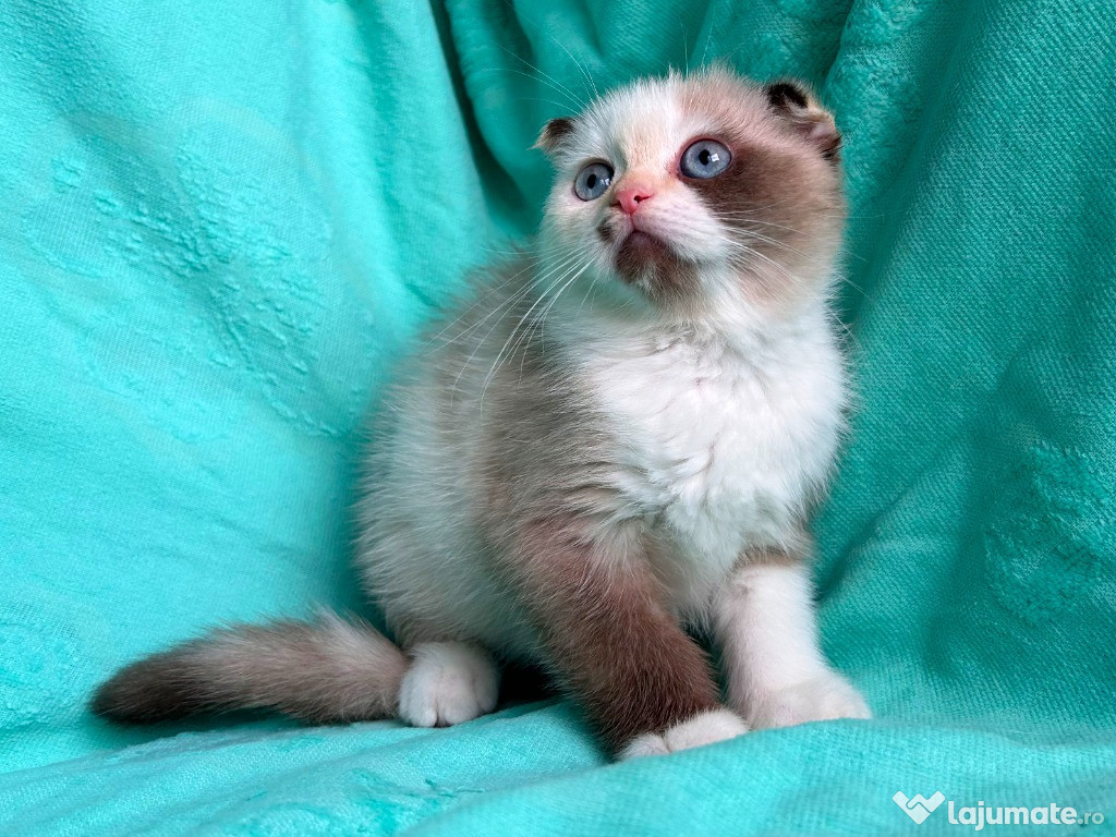 Pisicuță Scottish Fold, cu Pedigree. Poze reale