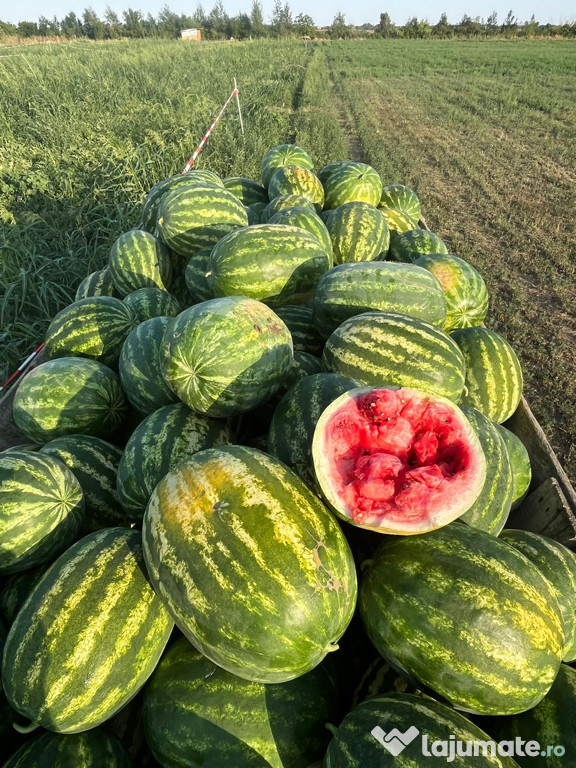 Pepeni de vânzare angro/ PER bucata