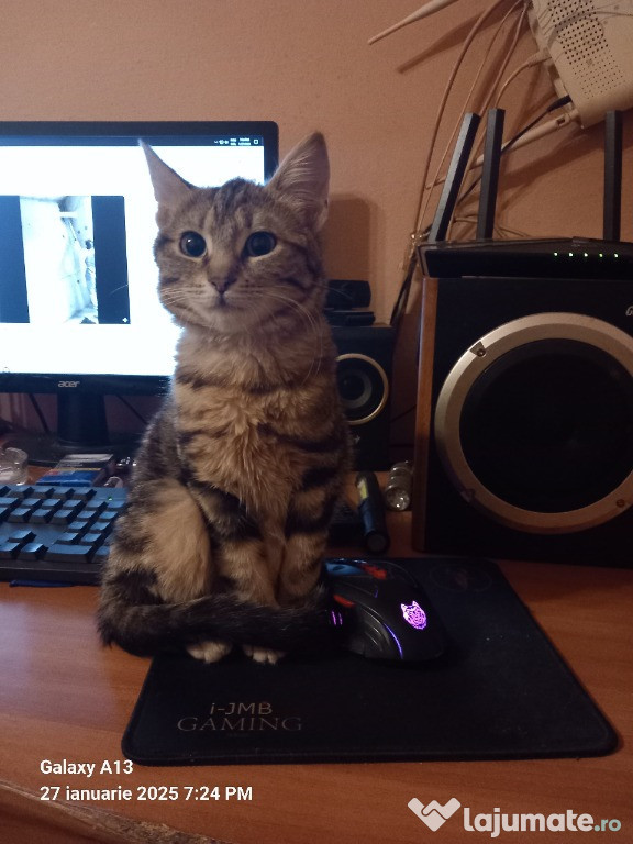 Dau spre adoptie pisica
