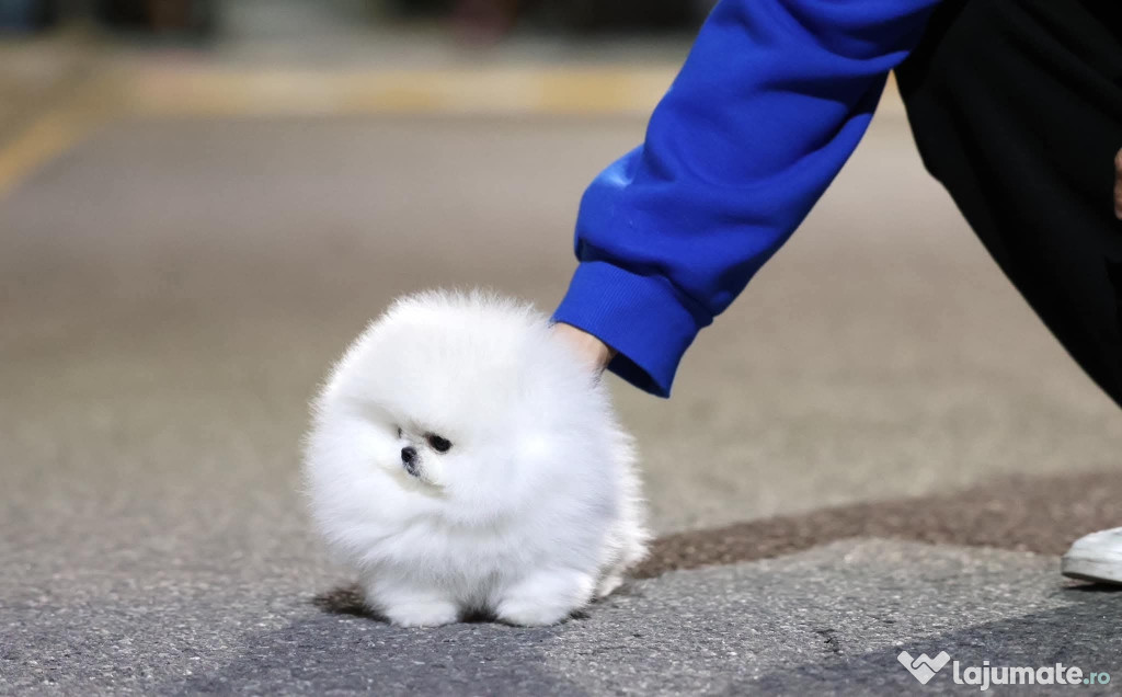 Pomeranian Puppy Mini