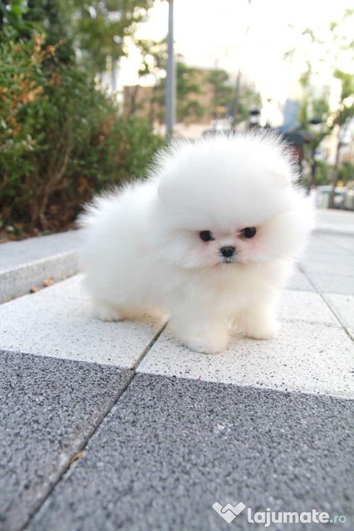 Pomeranian de vânzare pui de talie mică