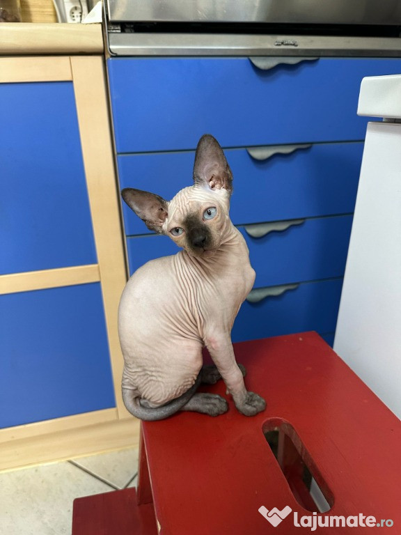Vand pisica sphynx