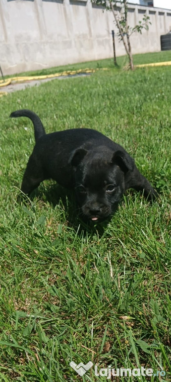 Căței Staffordshire Bull Terrier