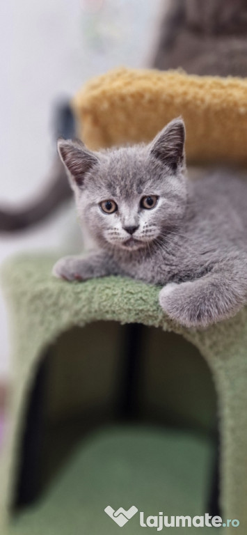 Pisoiasi british shorthair