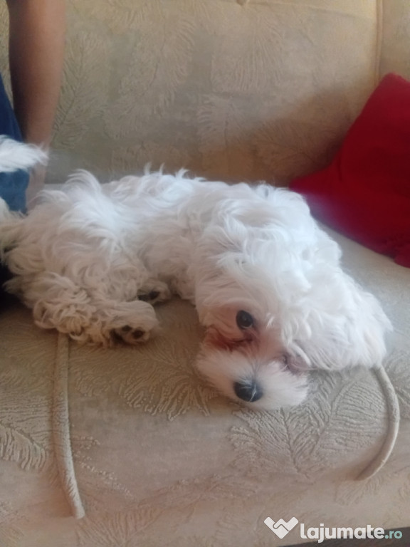 Vand Bichon Maltez 14 saptamani