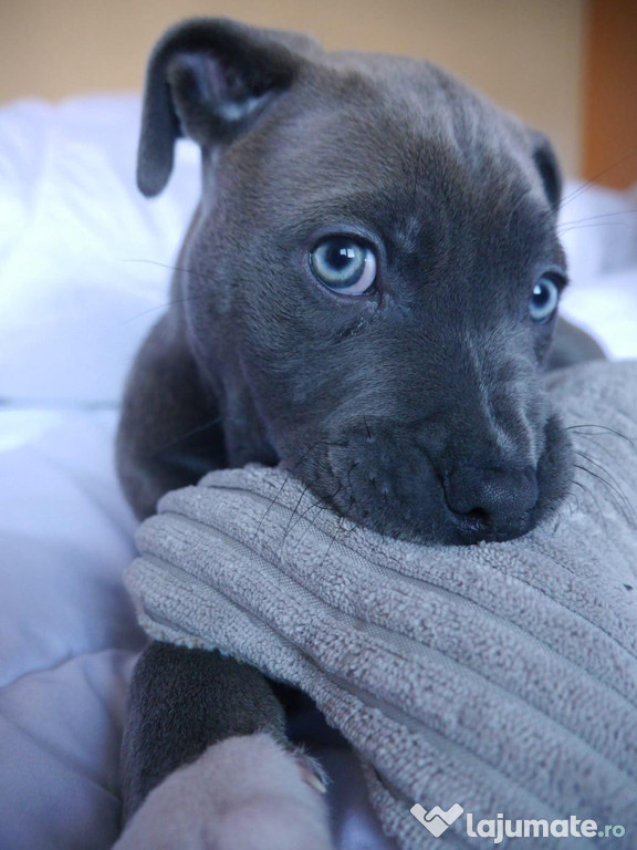 Pui Amstaff - American Staffordshire Terrier, 8 săptămâni