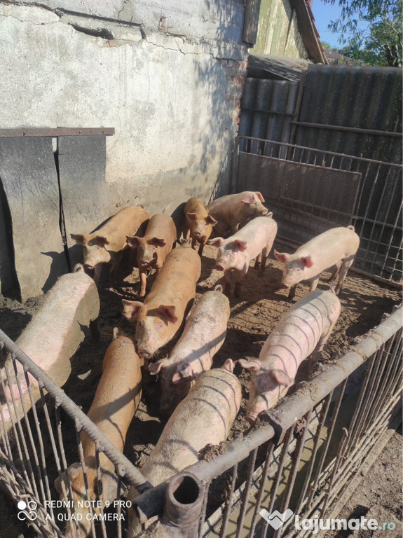 Vând purcei duroc cu landras