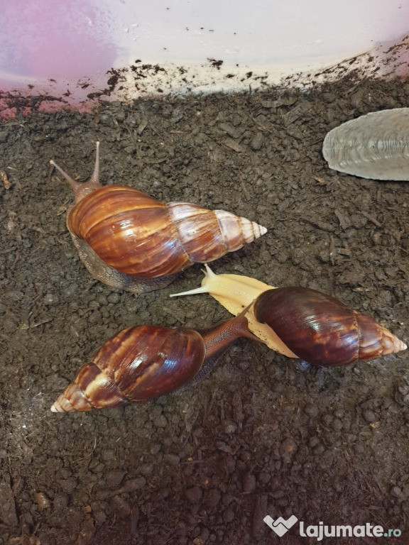 Melci gigantici africani