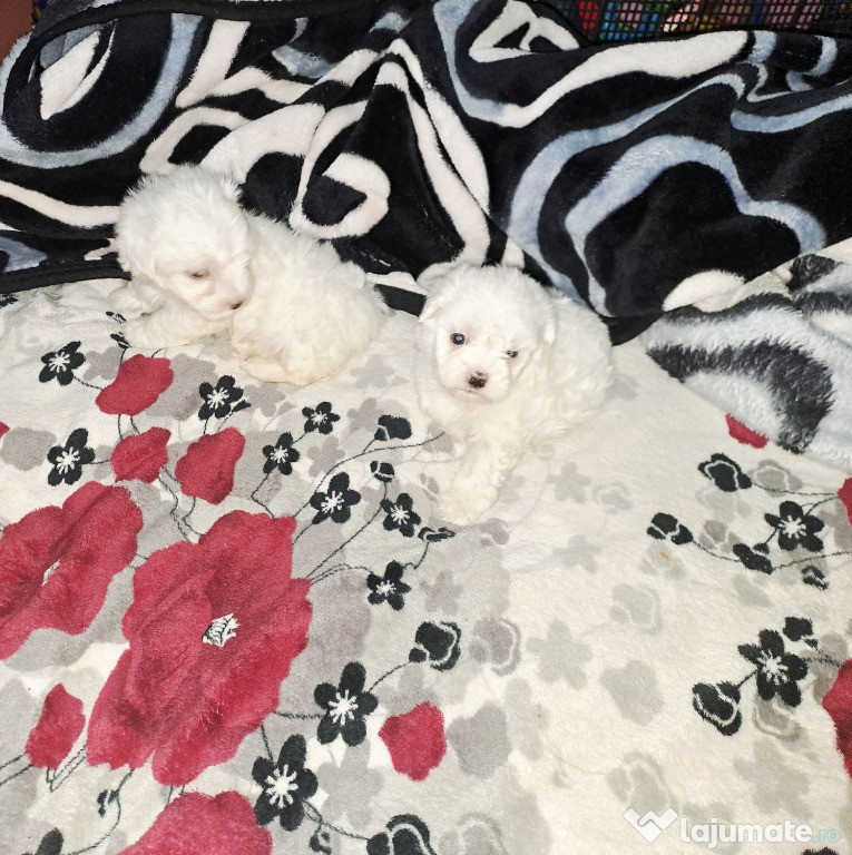 Bichon maltez băieței