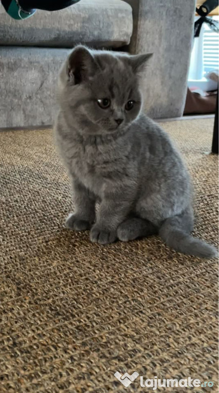 British shorthair
