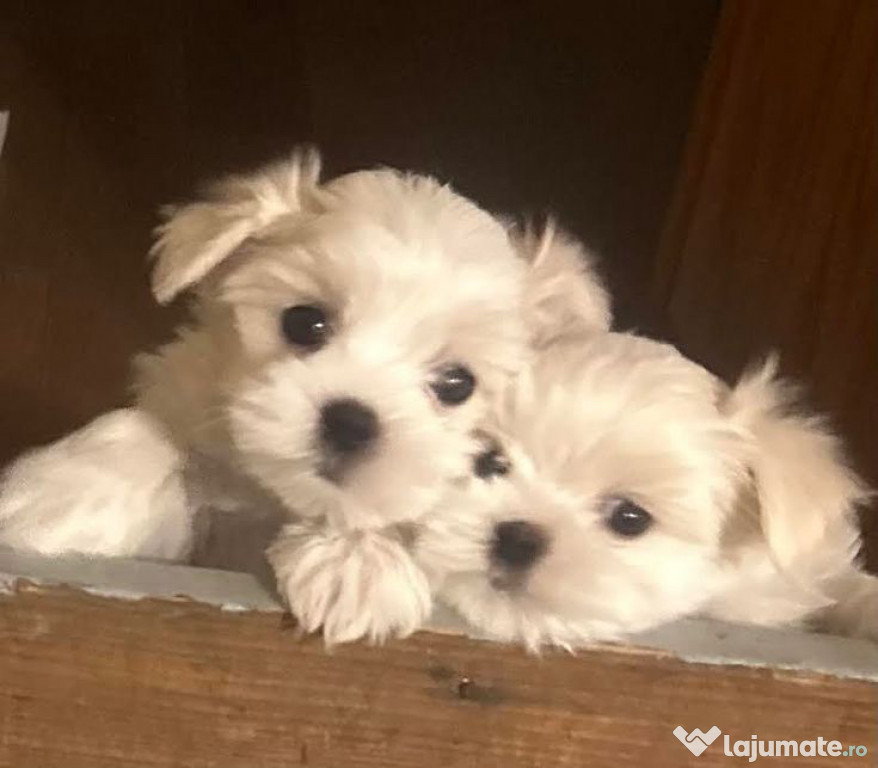 Bichon maltez mini toy