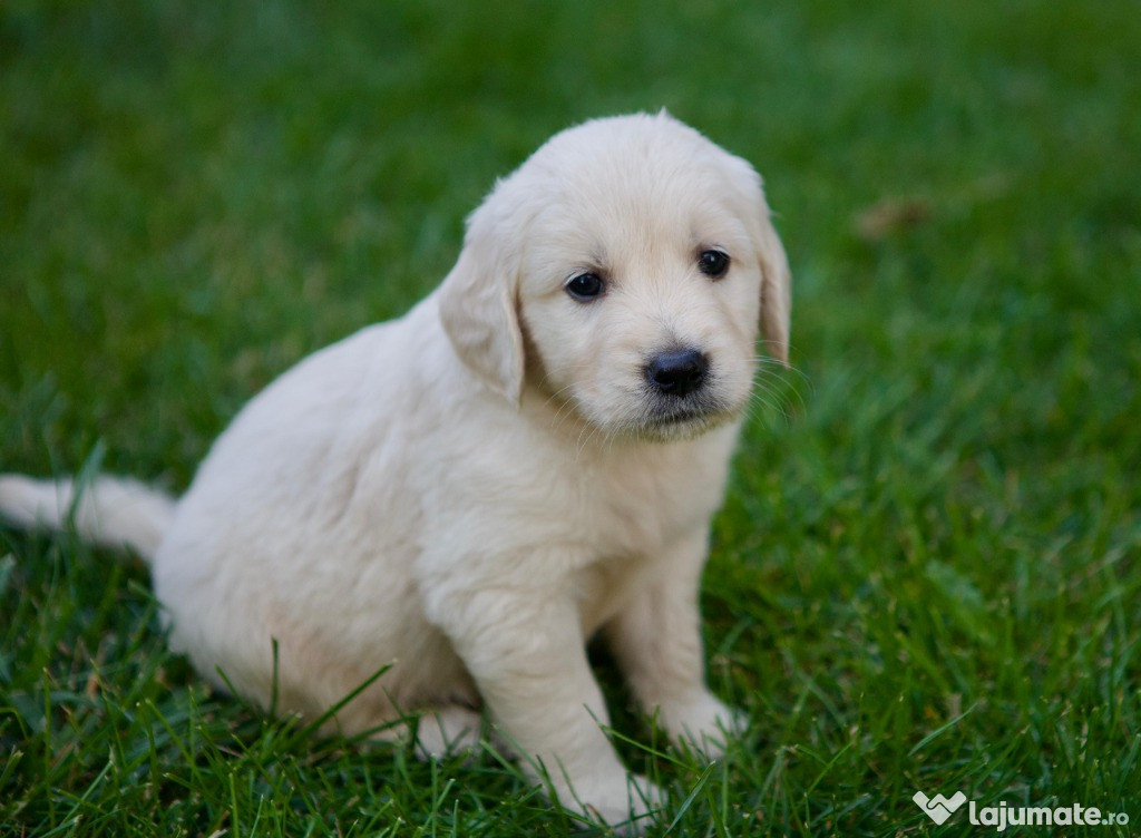 Pui Golden Retriever