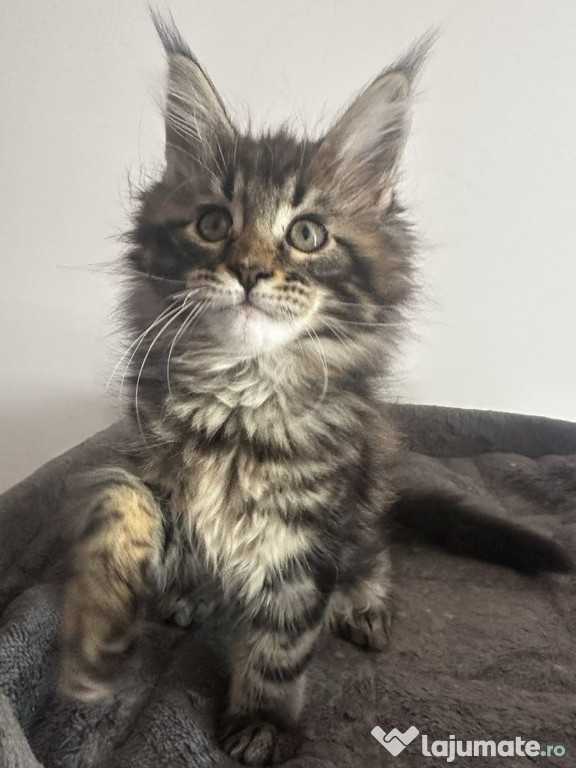 Maine coon băieței și fetițe