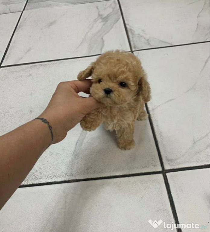 Maltipoo Mini Toy