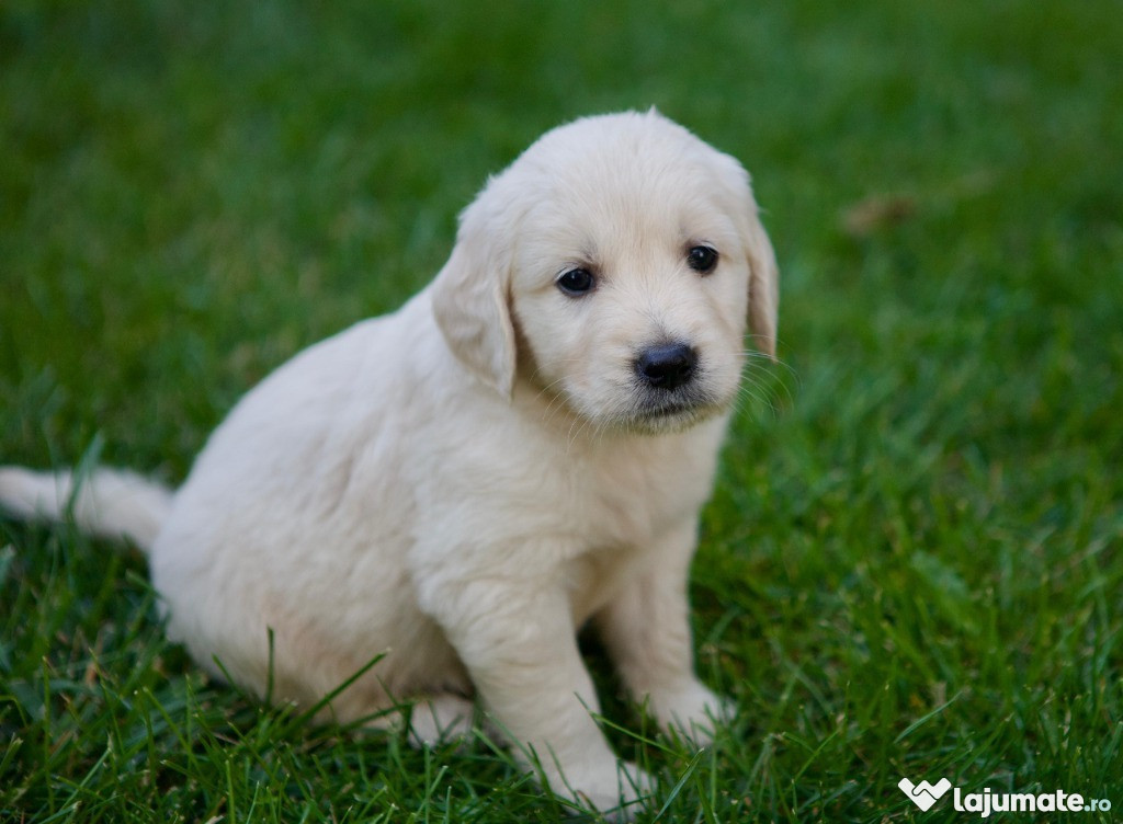 Căței Golden Retriever❣️