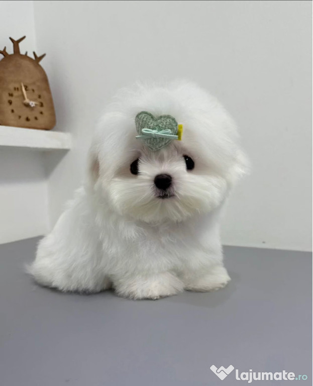 Bichon Maltez Mini Toy