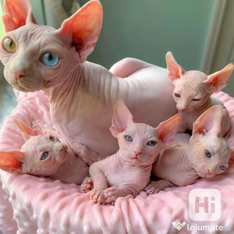 Pisicuță sphynx frumoasă de vânzare
