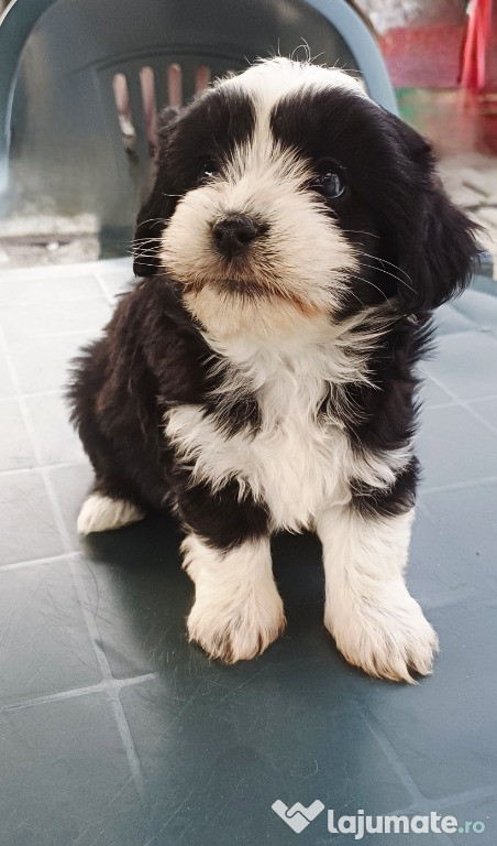 3fetite superbe bichon havanez