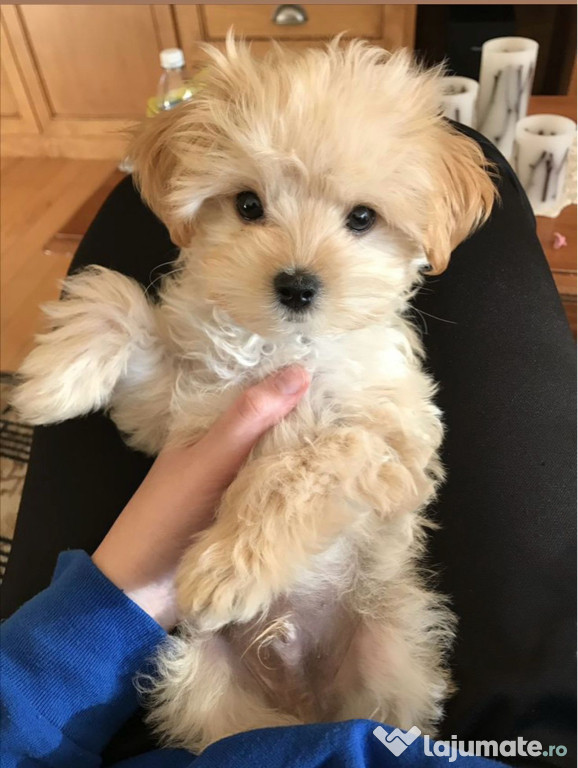 Bichon havanez auriu talie mica