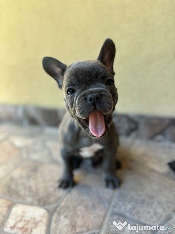 Puiuți de Bulldog francez