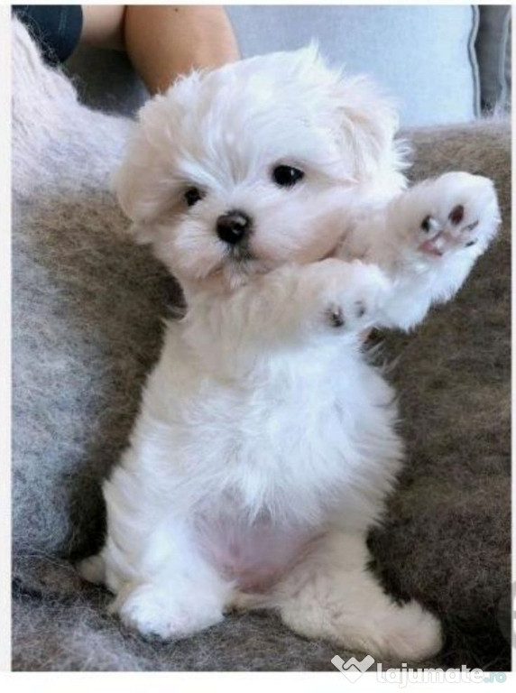 Bichon maltez mini toy