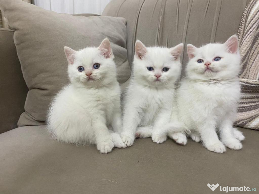 British shorthair pisoiasi