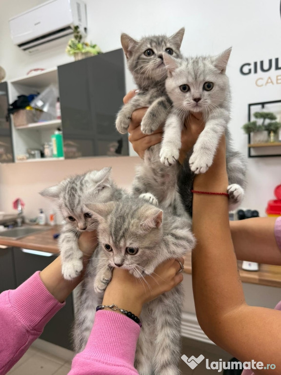 Pisicuțe British shorthair chinchila