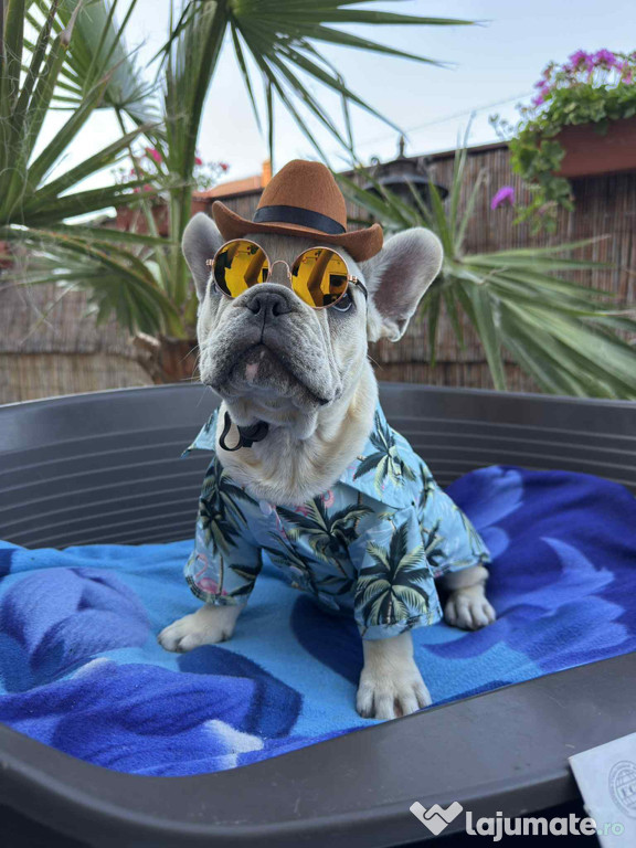 Bulldog Francez Mascul