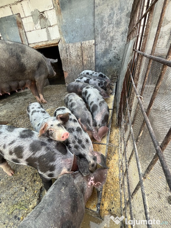 Purcei, 11 saptamani, rasa PIETRAIN, CRESCUTI NATURAL!!