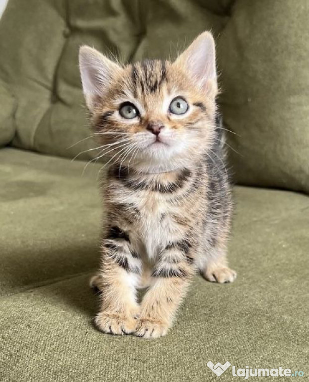 British Shorthair brown