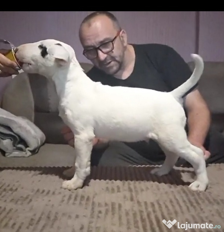 Pui de Bull Terrier