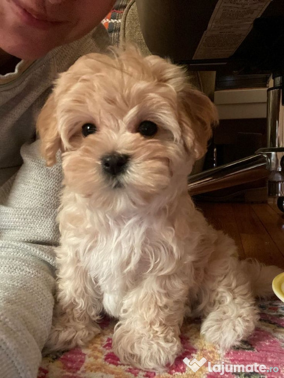 Maltipoo baietel