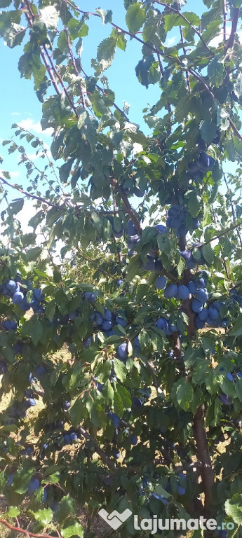 Prune petru cosum sau țuică