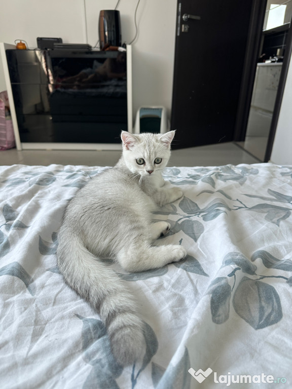 British Shorthair Silver Pisica