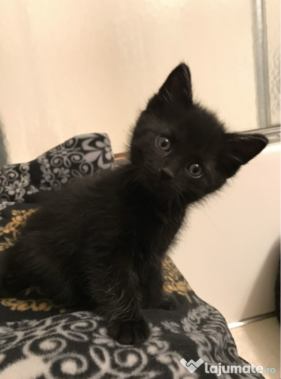British shorthair black