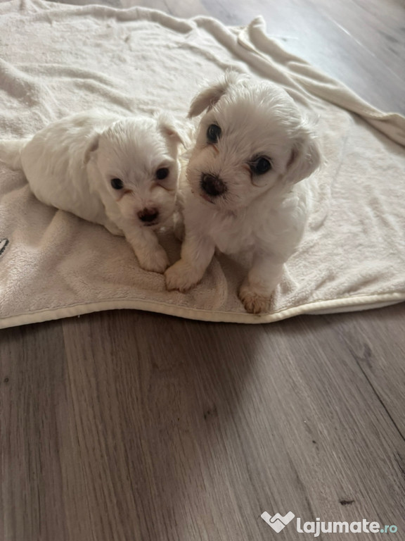 Pui Bichon Frise de vânzare 2 fete și 2 băieți