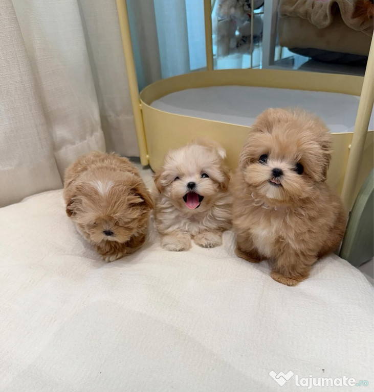 Maltipoo Mini Toy , exemplare superbe