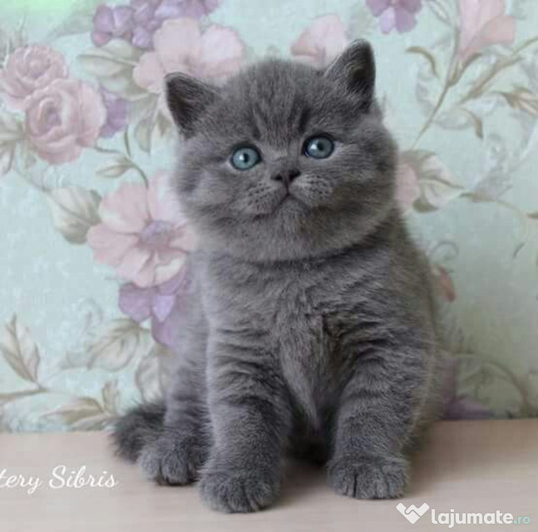 British shorthair
