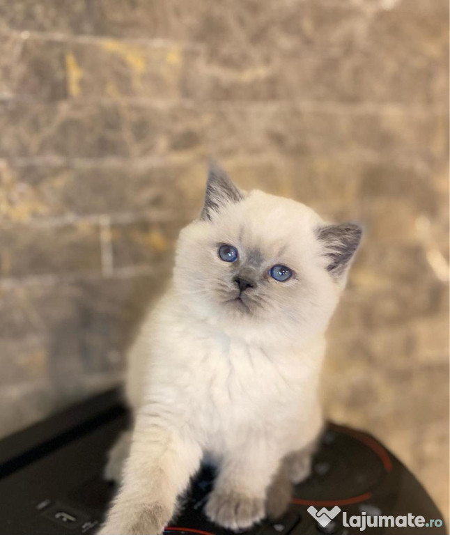 British shorthair puiuți