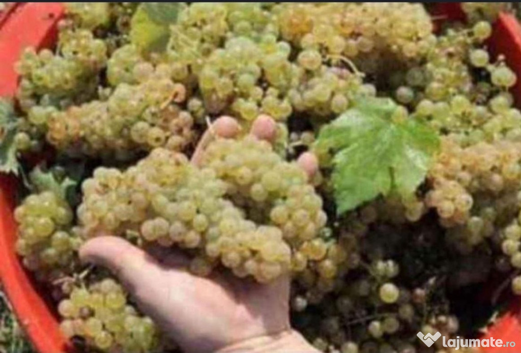 Struguri proaspeți pentru vin direct de la producător