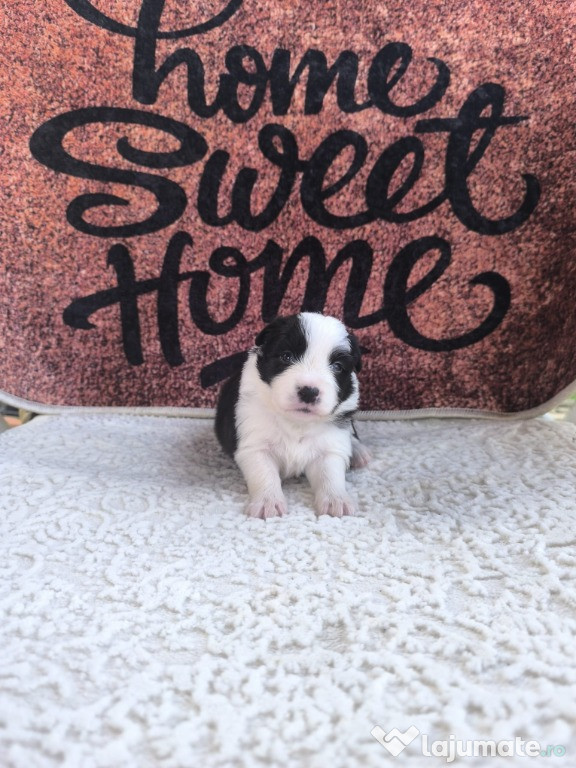 Pui Border Collie cu pedigree