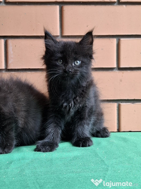 Maine coon pui superbi