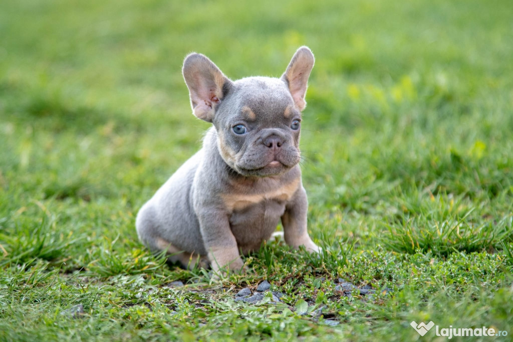 Bulldog Francez - Lilac&Tan - Transport in tara - buldog francez