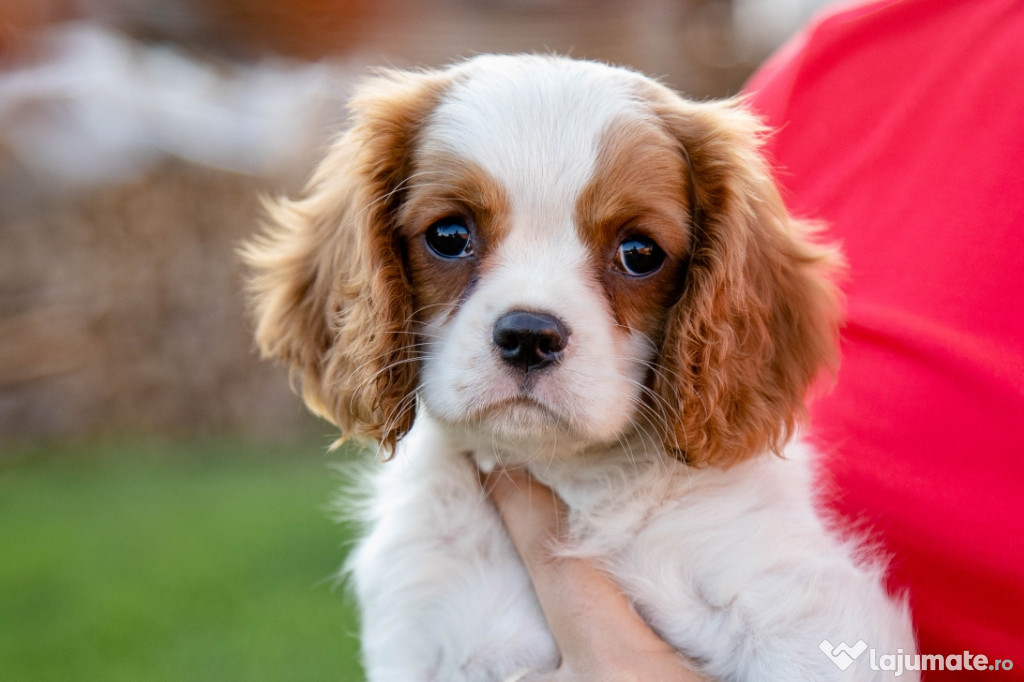 Charles king Cavalier Spaniel - posibilitate transport