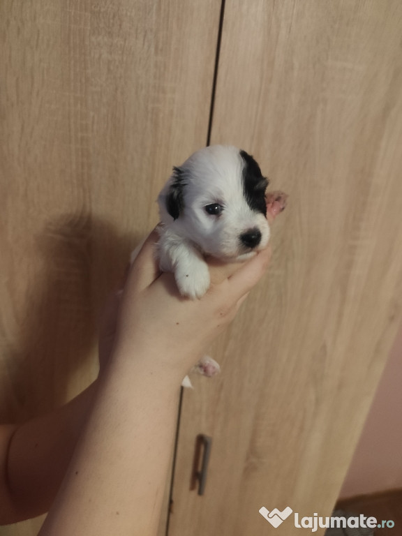 Bichon havanez 4 baietei