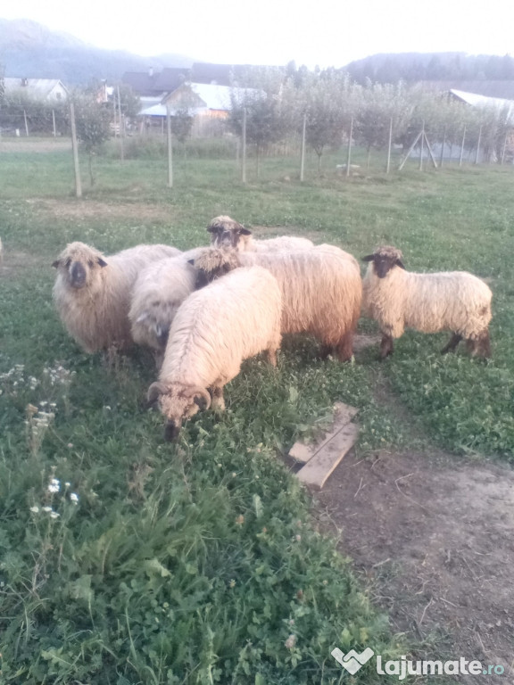 Vând 3 mielute si un berbecuț si încă 8 oi tinere si bine îngrijite.