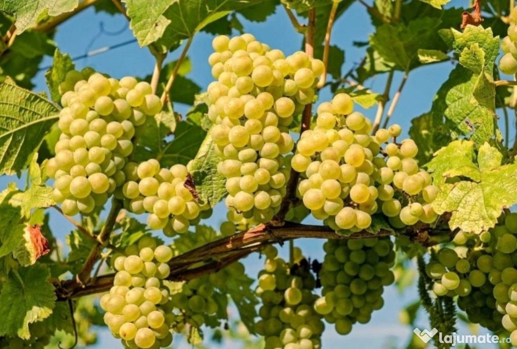 Struguri de vin + Transport Gratuit