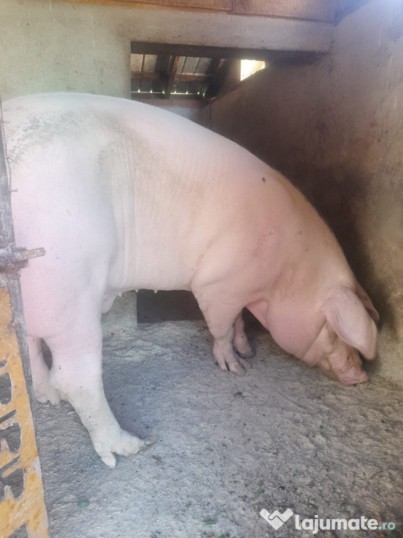 Porc de fermă sănătos