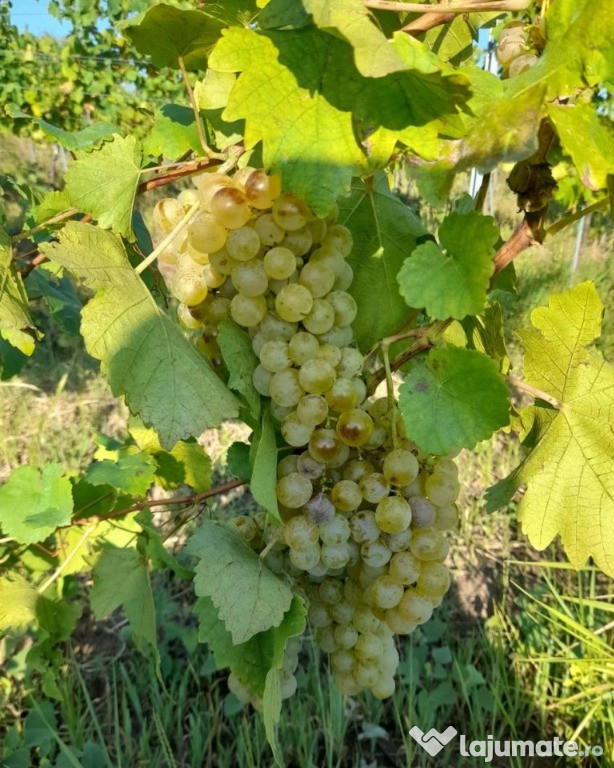 Struguri de masa si de vi